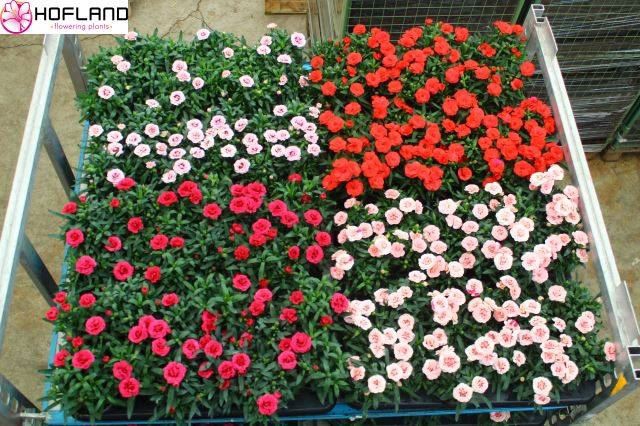 <h4>Dianthus  'Oscar'   ...mix</h4>