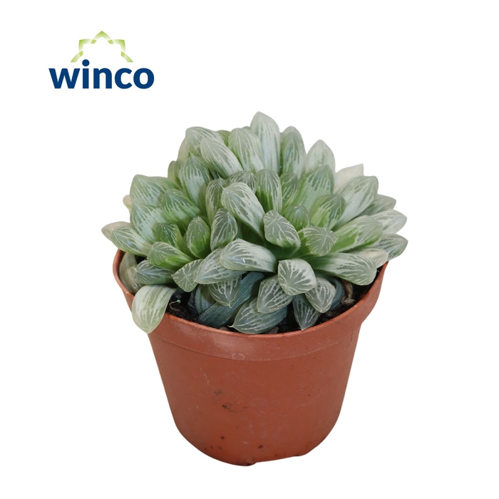 <h4>Haworthia Cymbiformis "White Tiger" Decorum+Steker</h4>