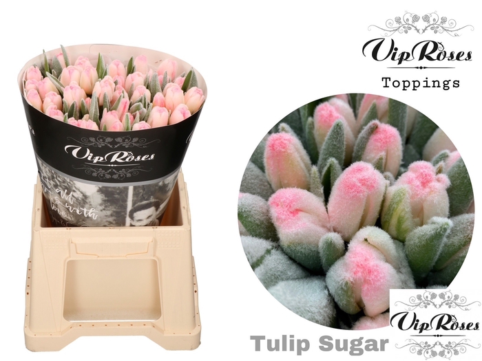 <h4>TU EN A SUGAR CANDY</h4>