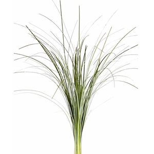 BEARGRASS X40