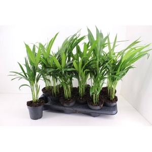 DYPSIS LUTESCENS