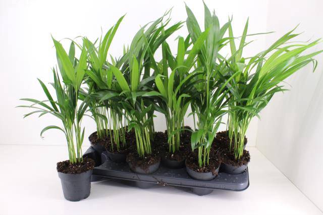 <h4>DYPSIS LUTESCENS</h4>