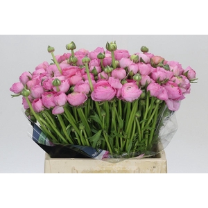 Ranunculus Elegance Pink