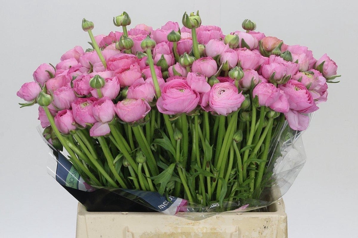 <h4>Ranunculus Elegance Pink</h4>
