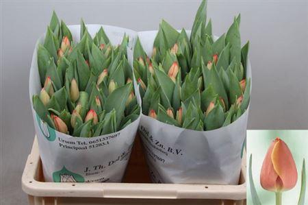 <h4>Tu En Ad Rem</h4>