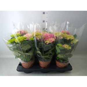 Hydrangea mac. My Beautiful Diva