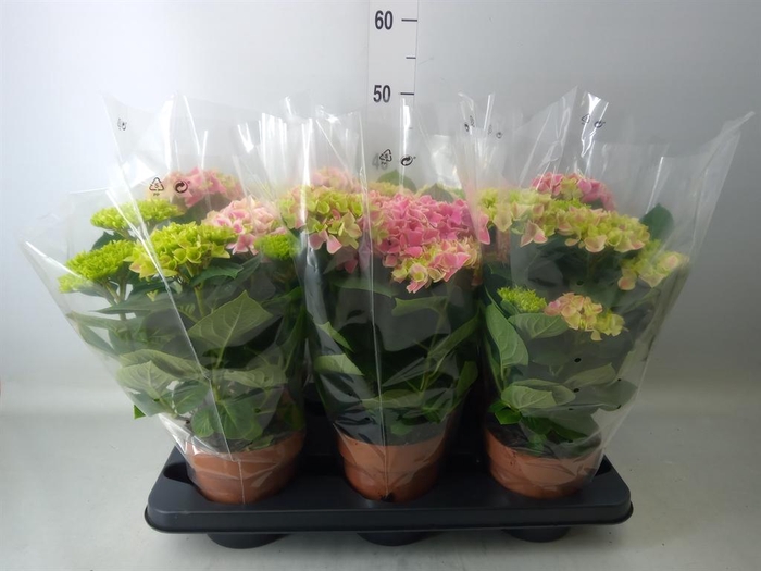 <h4>Hydrangea mac. My Beautiful Diva</h4>