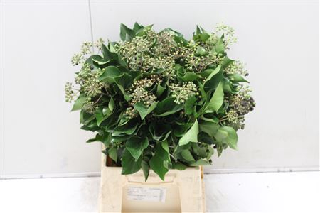 <h4>Hedera H Blad</h4>