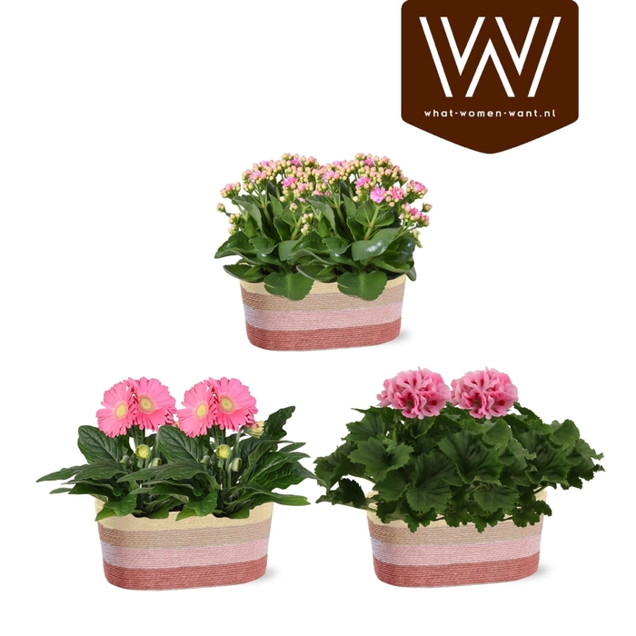 <h4>KAMERPL BLOEIEND GEM</h4>