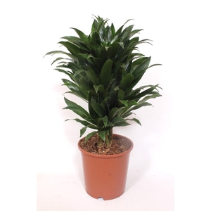 Dracaena Compacta