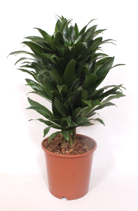<h4>Dracaena Compacta</h4>