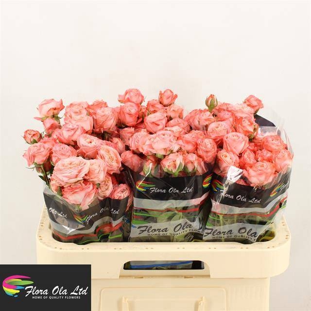 <h4>R Tr Amazing Magic Flora Ola</h4>