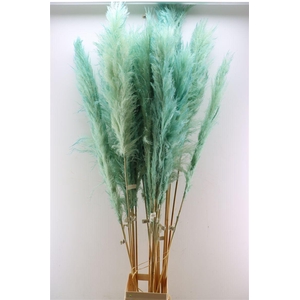 Dried Cortaderia Dadang Light Blue 180cm P Stem