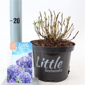 Hydrangea macr. 'Little Blue' ® (Little XS)