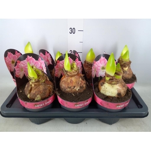 Hippeastrum GA 'Sweet Star'