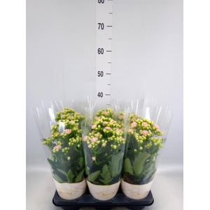 Kalanchoe  'MoreFlow Sunny Pink'