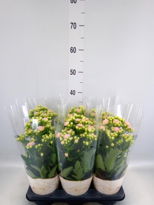 <h4>Kalanchoe  'MoreFlow Sunny Pink'</h4>