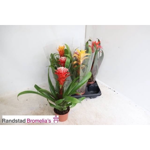 !! PROMO !! GUZMANIA MIX P12