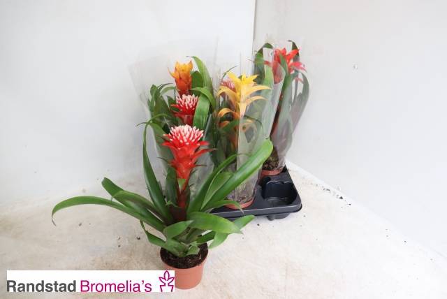 <h4>!! PROMO !! GUZMANIA MIX P12</h4>