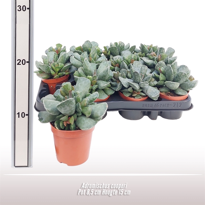 <h4>Adromischus Cooperi</h4>