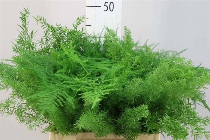 <h4>Asparagus Mix 40</h4>