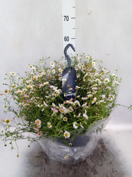 <h4>Erigeron   ...</h4>