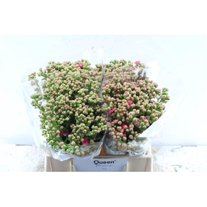 Kalanchoe Sens Pink Meadow