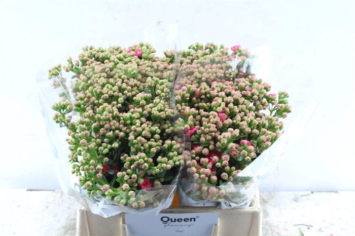 <h4>Kalanchoe Sens Pink Meadow</h4>