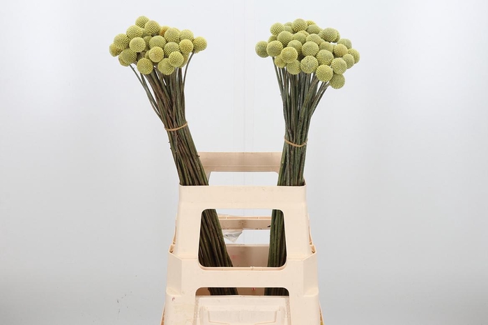 <h4>Craspedia - Xl</h4>