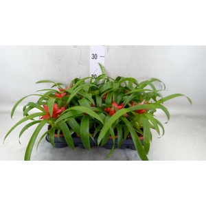 Guzmania  'Tempo'