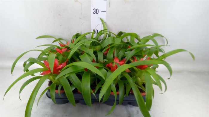 <h4>Guzmania 'Tempo'</h4>