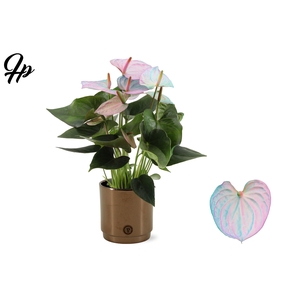 Anthurium 12 cm Make-Upz Pink-Blue in PURE Juliette Goldbronze ceramics