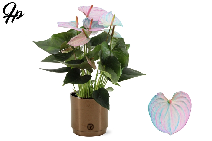 <h4>Anthurium 12 cm Make-Upz Pink-Blue in PURE Juliette Goldbronze ceramics</h4>