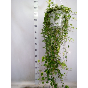 Hedera   ...mix