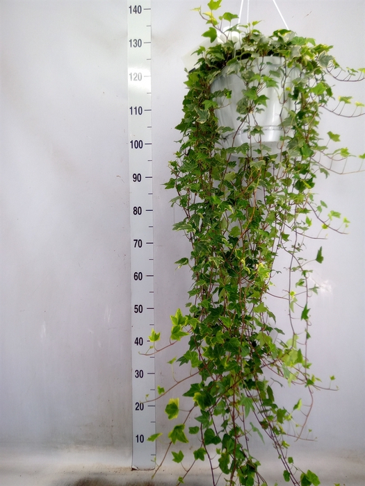 <h4>Hedera   ...mix</h4>