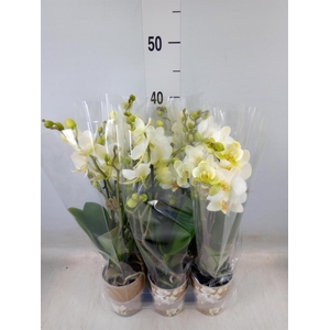 Phalaenopsis multi. 'Ant Lausanne'