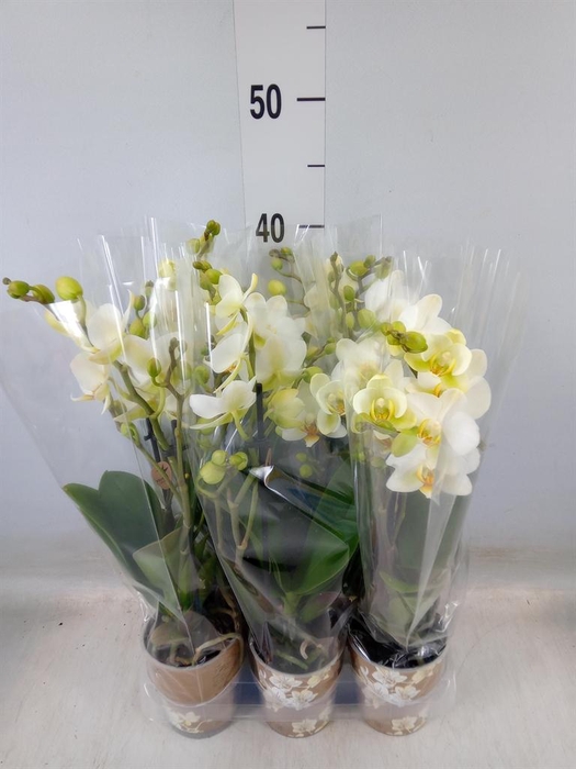 <h4>Phalaenopsis multi. 'Ant Lausanne'</h4>