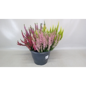 Calluna vulg. 'Beauty L High Five'