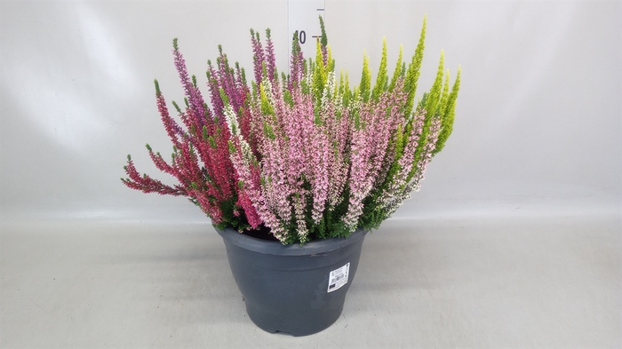 <h4>Calluna vulg. 'Beauty L High Five'</h4>