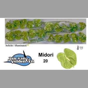 ANTH A MIDORI