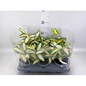 Dracaena