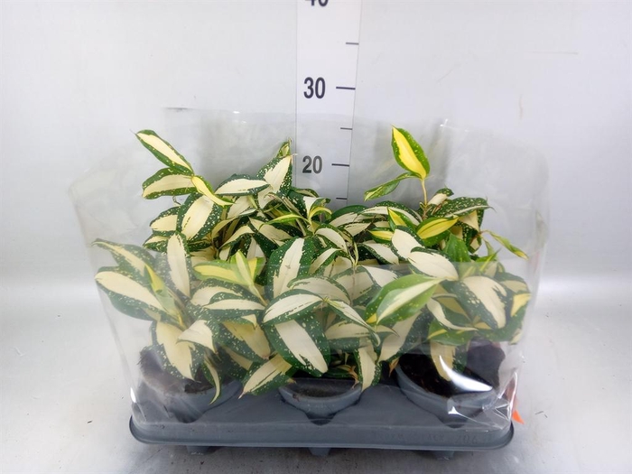 <h4>Dracaena</h4>