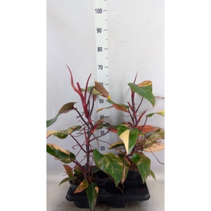Philodendron   ...