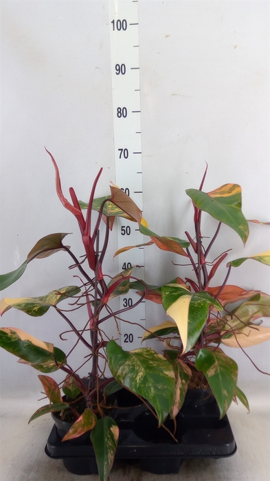 <h4>Philodendron   ...</h4>
