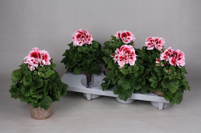 <h4>PEL GR EL TONY</h4>