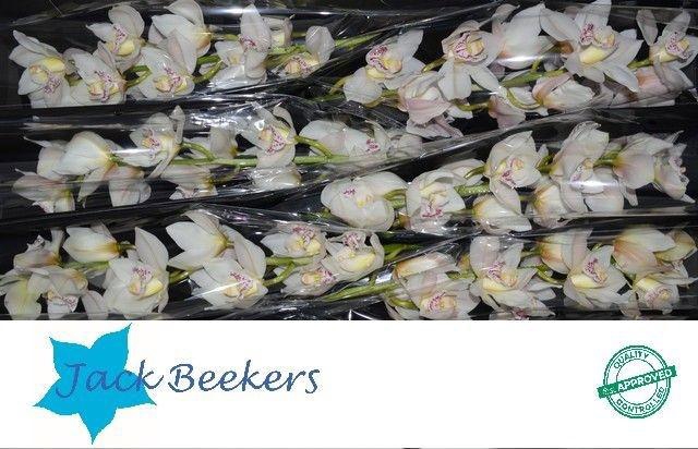 <h4>CYMB T STEFFI</h4>