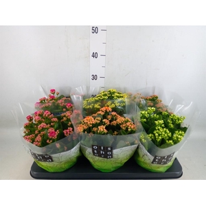 Kalanchoe blos.   ..rosebud mix  5