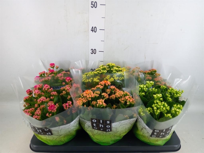 <h4>Kalanchoe blos.   ..rosebud mix  5</h4>