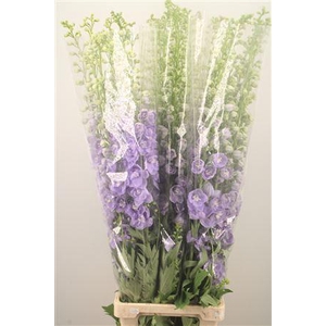 Delph Du Ov Lavendel