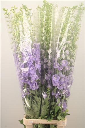 <h4>Delph Du Ov Lavendel</h4>